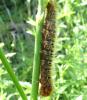 Lasiocampa quercus